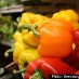 The Secret To Better Cooking? Vegetables