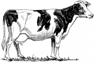 Holstein_Cow_(PSF)